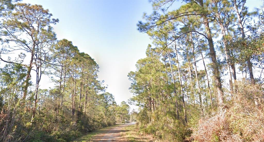 A dirt path leads through a wooded area with tall pine trees on both sides — 1054 ROBIN STREET, LAKE PLACID, FL