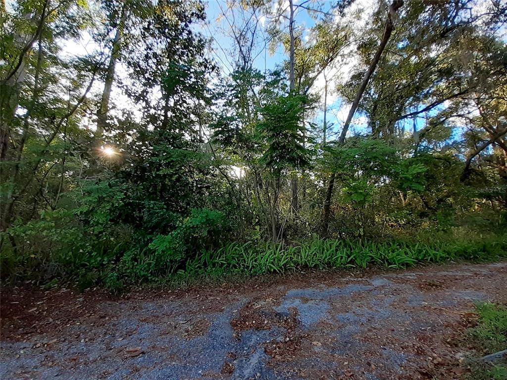 A gravel road borders a dense, wooded lot filled with various trees and green ground cover — BLUE RIDGE AVENUE, ORANGE CITY, FL