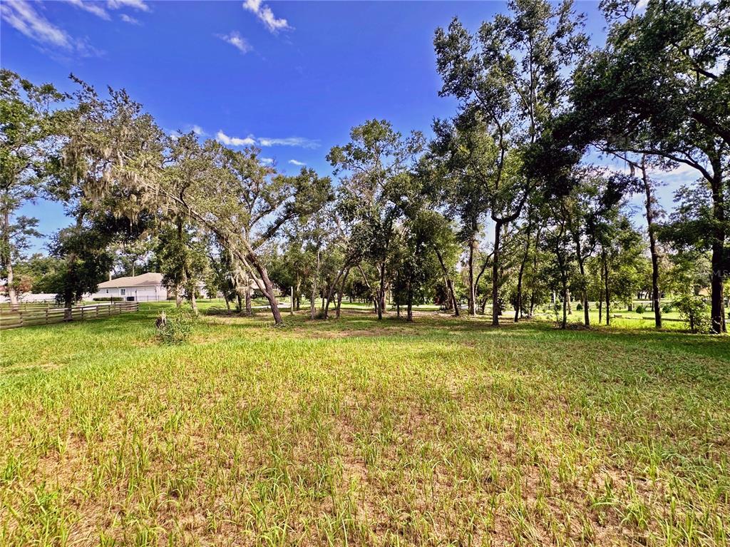 A grassy, sunlit lot features scattered mature trees under a bright blue sky — 35174 ROTH LANE, DADE CITY, FL