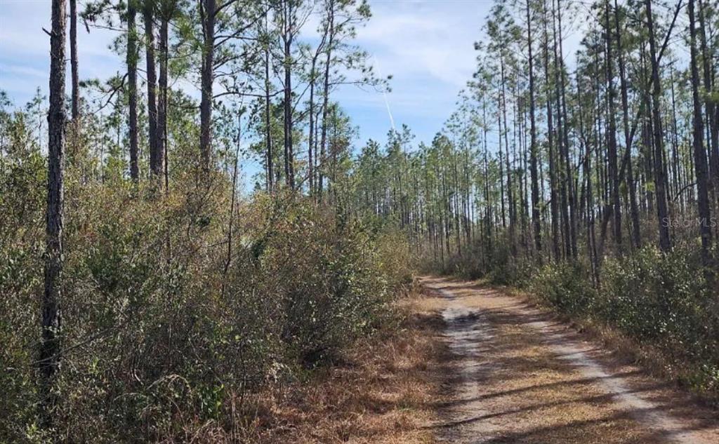 A dirt path winds through a wooded area with tall pine trees and dense brush — TBD ROCK ISLAND ROAD, PERRY, FL