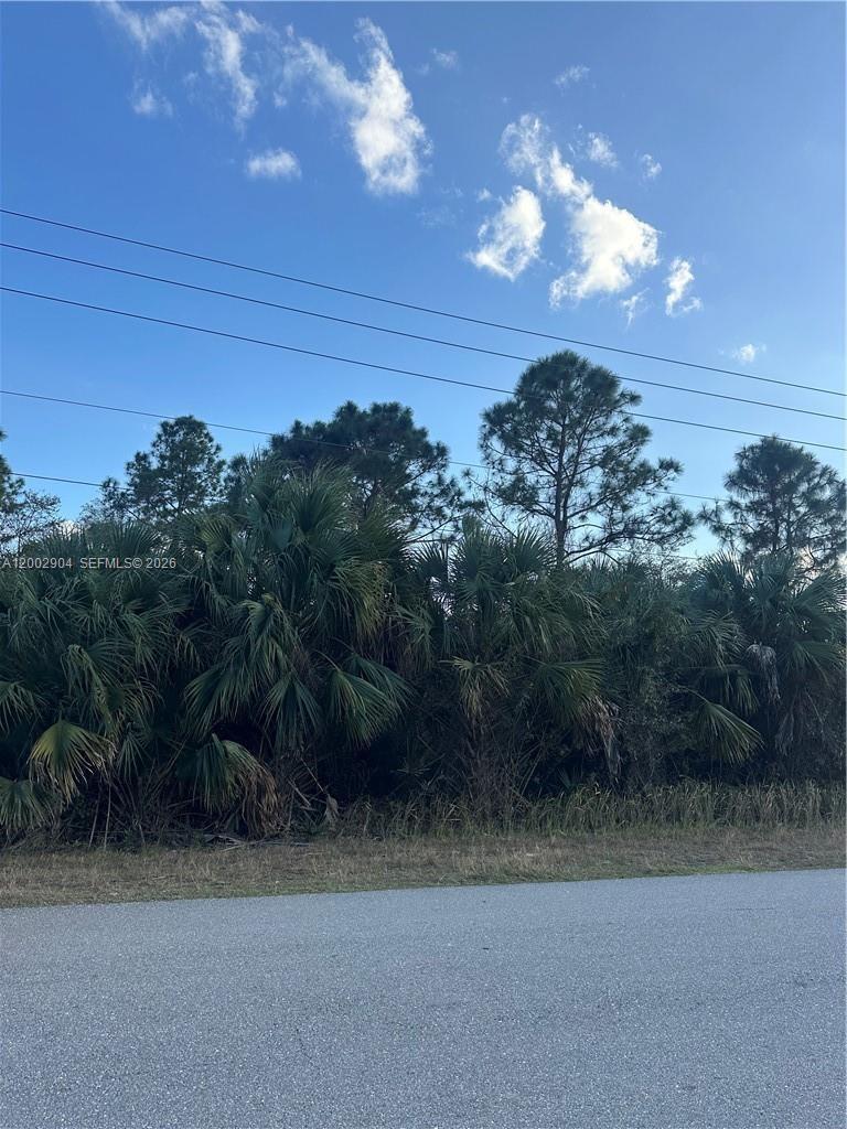 A view of a dense cluster of palm trees and pines along a paved road — 665 Woodcrest, Lehigh Acres FL 33972, LEHIGH ACRES, FL