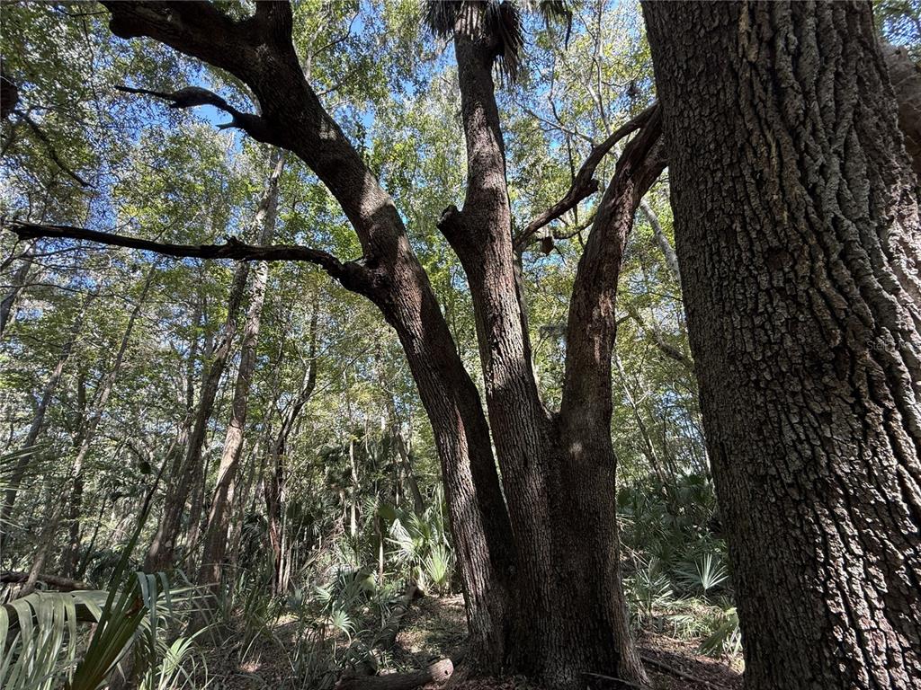 DR #7 (10ac) NW 193RD ST, MICANOPY, FL — photo 5 of 7