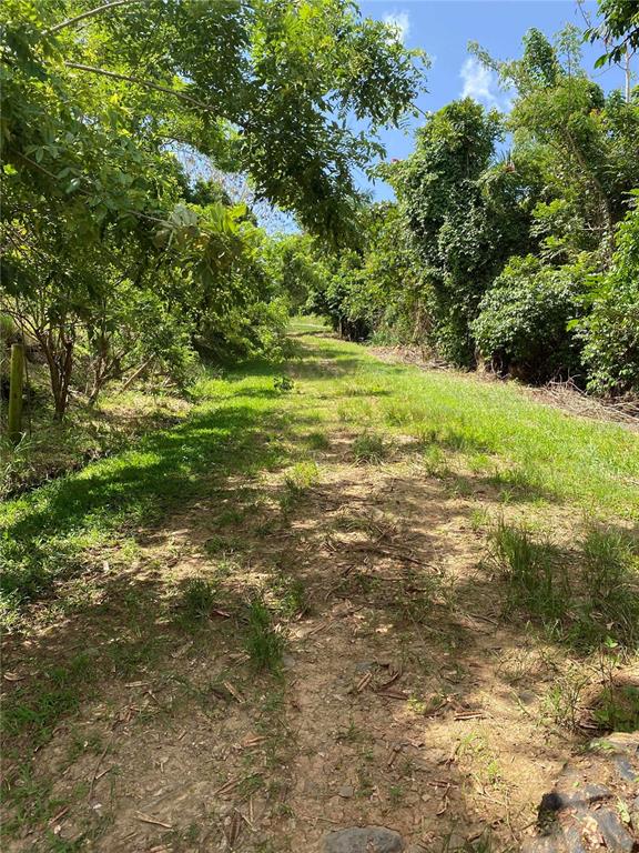 A dirt path leads uphill through a grassy area surrounded by dense trees and vegetation — QUEBRADA GRANDE, TRUJILLO ALTO, PR