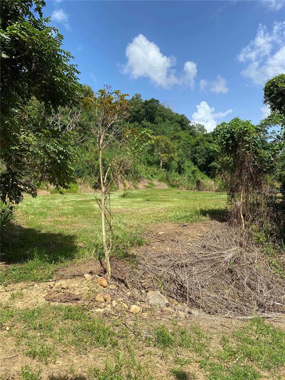 A grassy, sloped lot features a small tree in the foreground and a wooded hillside — QUEBRADA GRANDE, TRUJILLO ALTO, PR