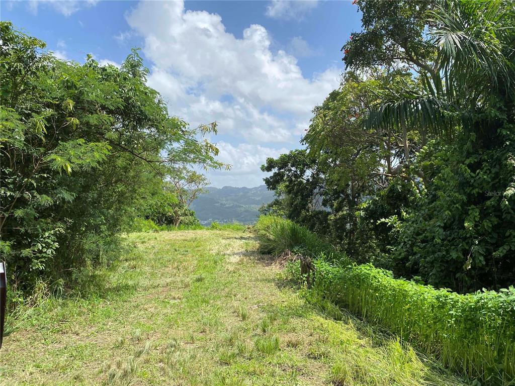A grassy clearing framed by trees overlooks a distant mountain range under a cloudy sky — QUEBRADA GRANDE, TRUJILLO ALTO, PR