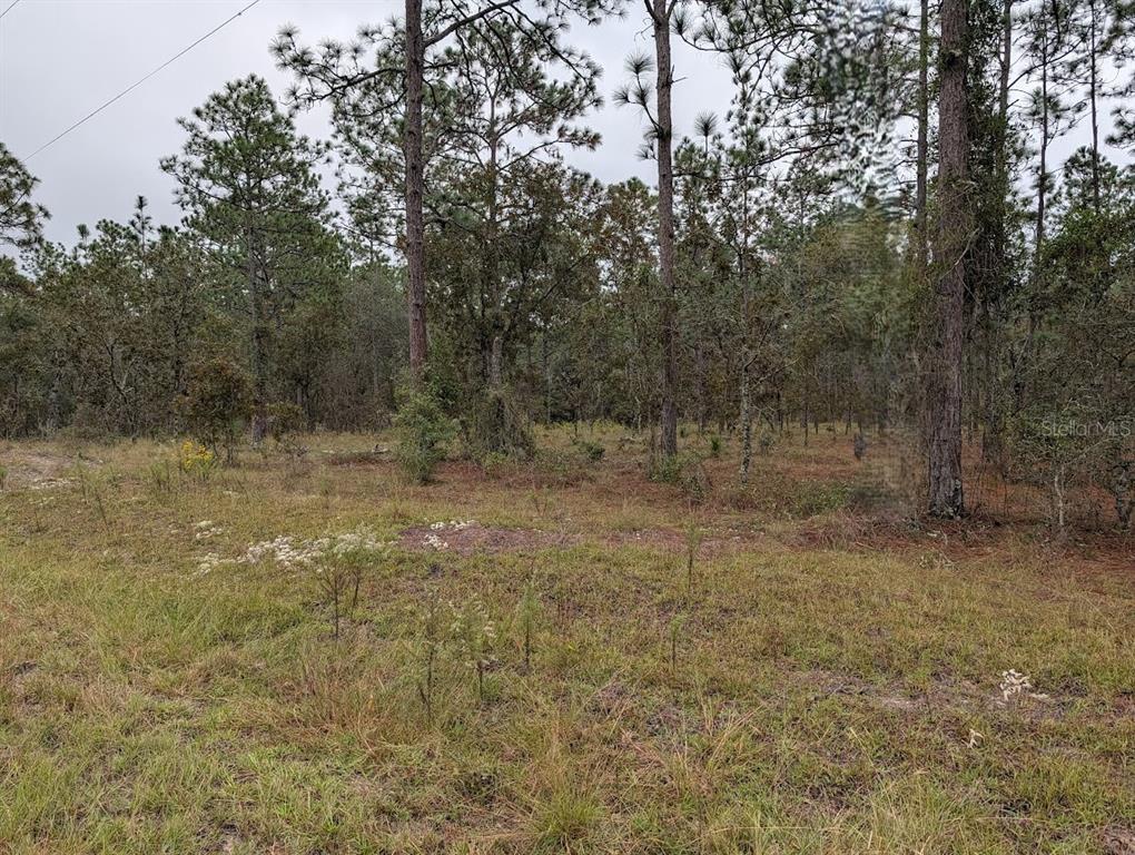 A wooded lot with tall pine trees and patches of dry grass under a cloudy sky — lot 13 NW GERANIUM AVENUE, DUNNELLON, FL