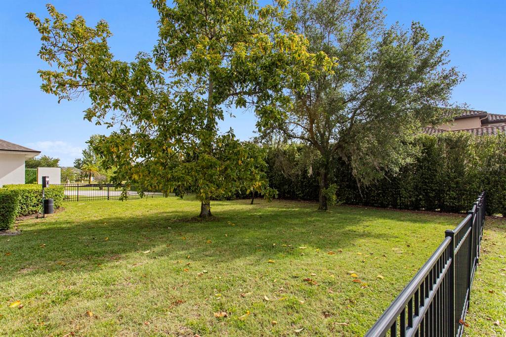 A grassy backyard features a large tree, a black metal fence, and surrounding hedges — 17253 BREEDERS CUP DRIVE, ODESSA, FL