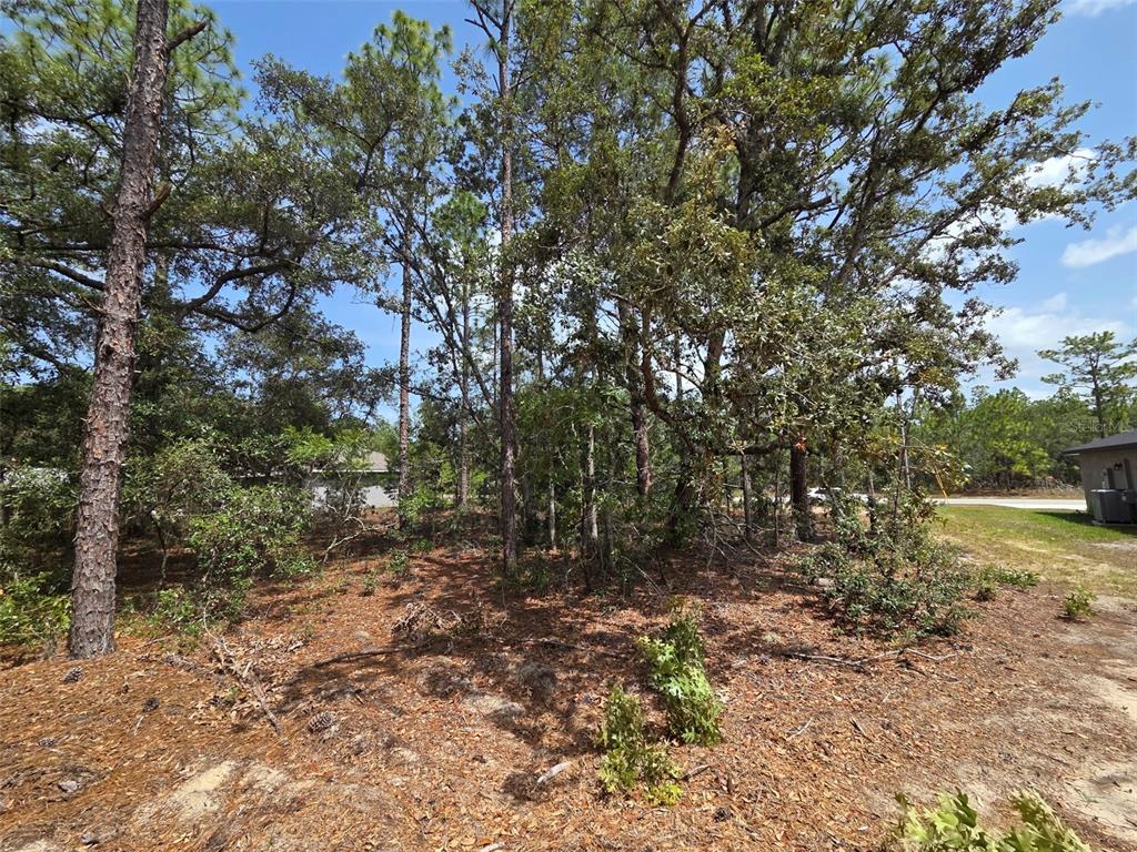 A wooded, undeveloped residential lot features tall pine and oak trees under a blue sky — 1816 W HAMPSHIRE BOULEVARD, CITRUS SPRINGS, FL