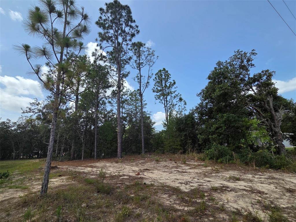 A sandy, partially cleared lot features tall pine trees and dense surrounding vegetation — 1816 W HAMPSHIRE BOULEVARD, CITRUS SPRINGS, FL