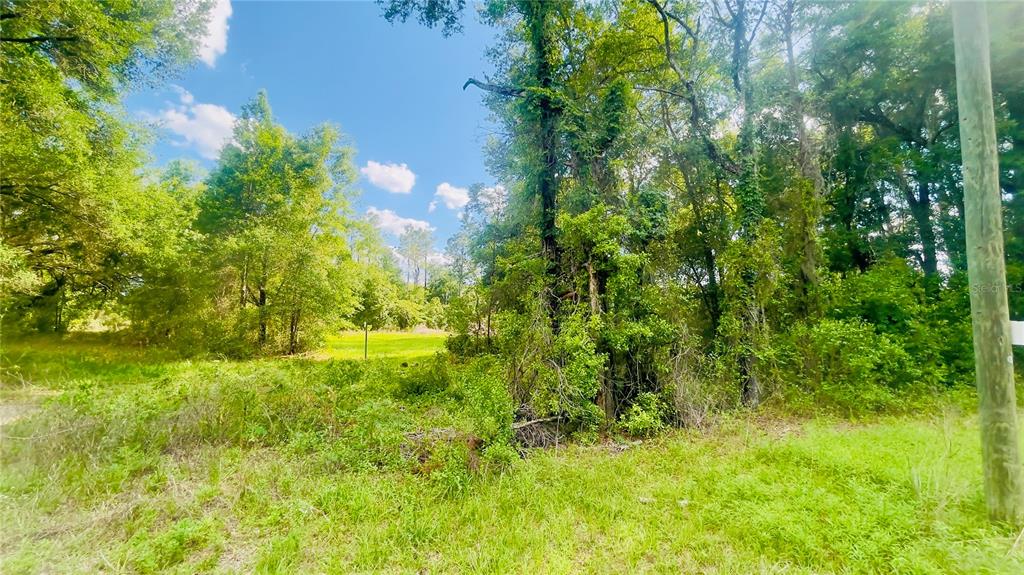 A view of a grassy, wooded lot with dense trees and vegetation under a blue sky — Lot 1 NE 66TH LN, BRONSON, FL