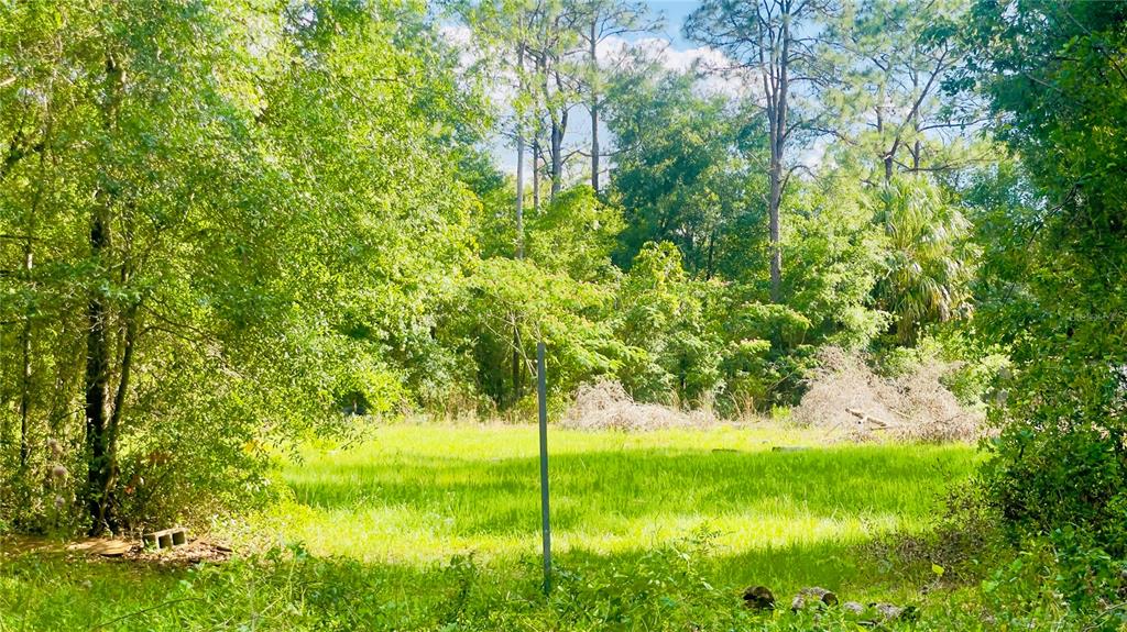 A grassy, partially cleared lot is surrounded by dense trees and foliage — Lot 1 NE 66TH LN, BRONSON, FL