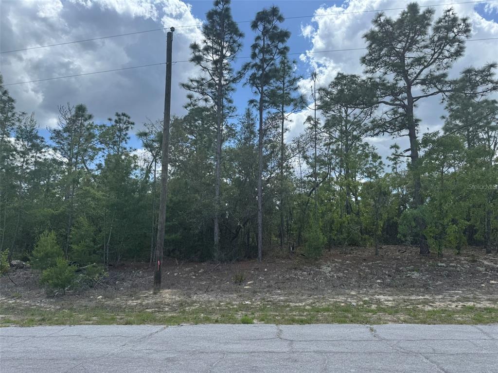 A vacant, wooded lot with a utility pole stands behind a paved road — 3000 W LIZA PLACE, DUNNELLON, FL