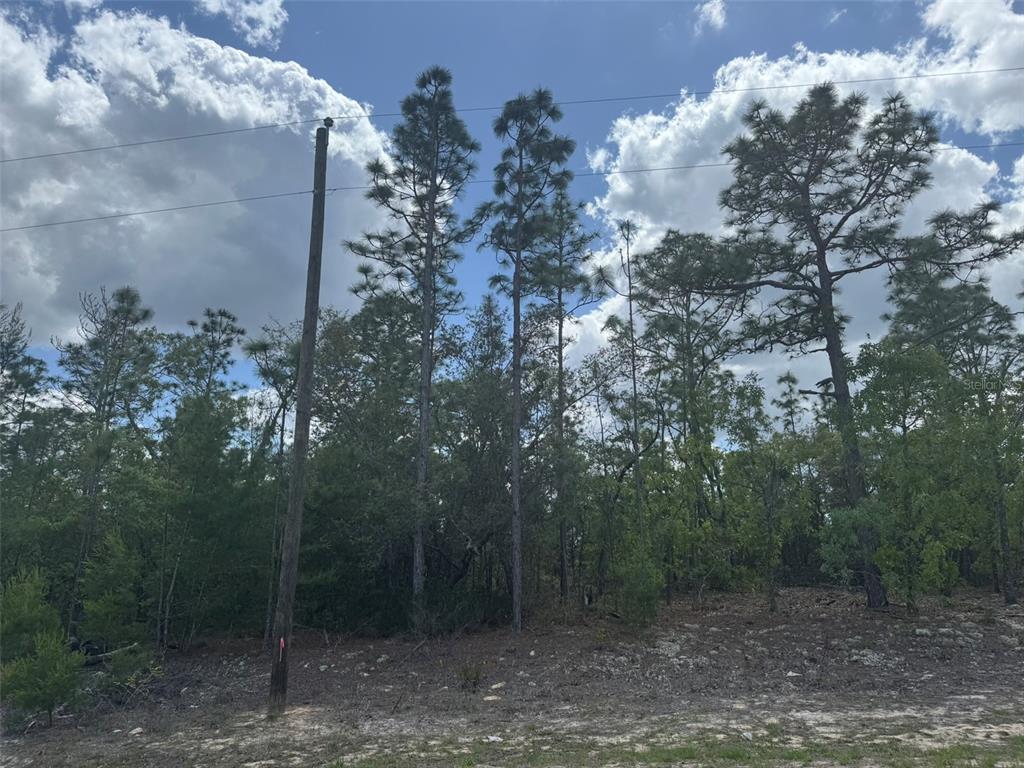 A wooded lot features tall pine trees and a utility pole under a cloudy sky — 3000 W LIZA PLACE, DUNNELLON, FL