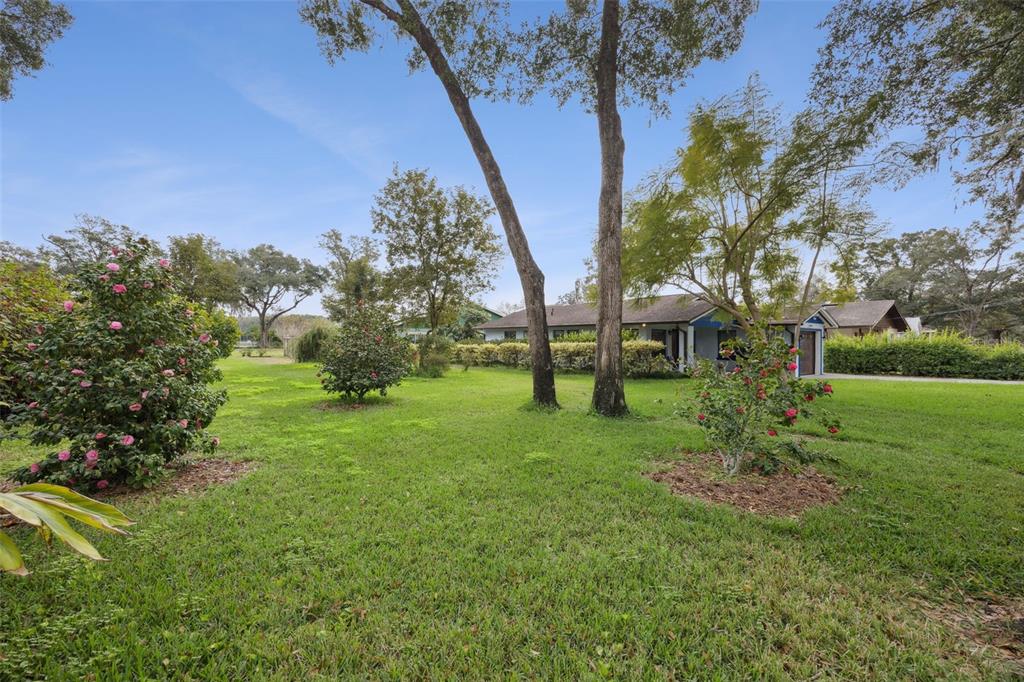 A grassy backyard features several flowering bushes, two large trees, and a single-story house — 30904 DEAL DRIVE, SORRENTO, FL
