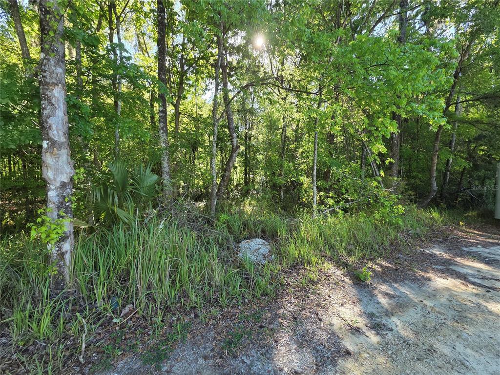 A dirt road runs alongside a dense forest of green trees and tall grass — 0000 SE 42ND COURT, BELLEVIEW, FL