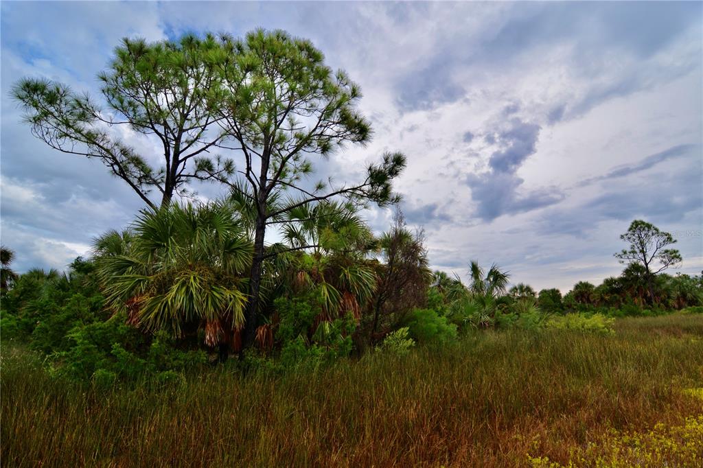A grassy field with palm trees and pine trees under a cloudy sky — 00 LOTS 18,19 ADAMS BEACH ROAD, PERRY, FL