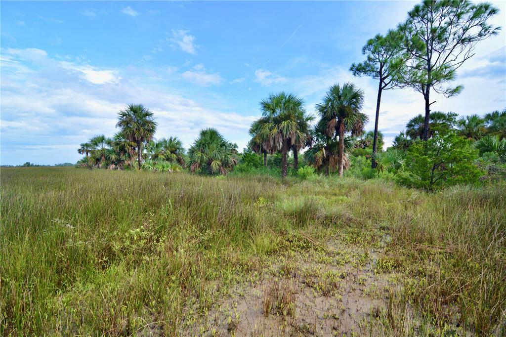 A grassy marsh landscape features scattered palm trees and a tall pine under a blue sky — 00 LOTS 18,19 ADAMS BEACH ROAD, PERRY, FL