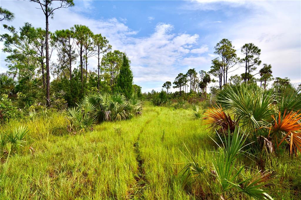 A grassy path winds through a Florida landscape with pine trees and saw palmetto bushes — 00 LOTS 18,19 ADAMS BEACH ROAD, PERRY, FL