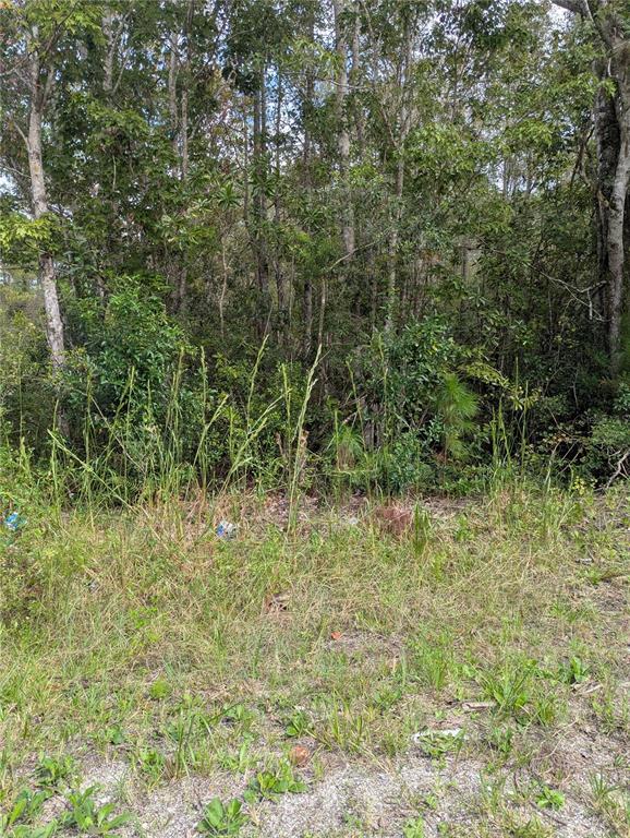 A view of a wooded lot with tall grass and scattered debris in the foreground — EAST PARKWAY, DELAND, FL