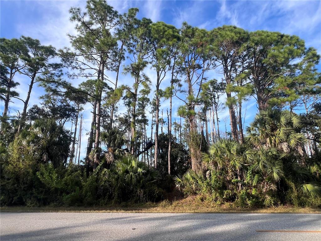 A row of tall pine trees and palmettos stands behind a paved road — 13486 CHAMBERLAIN BOULEVARD, PORT CHARLOTTE, FL