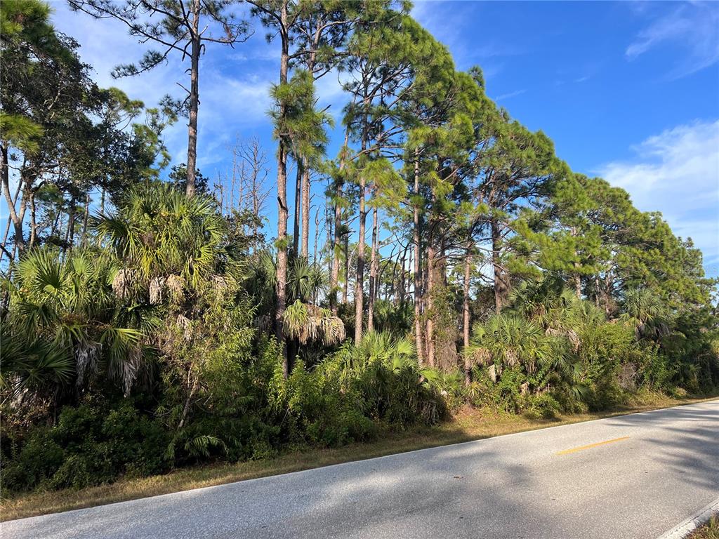 A paved road runs alongside a wooded area filled with tall pine trees and palmettos — 13486 CHAMBERLAIN BOULEVARD, PORT CHARLOTTE, FL