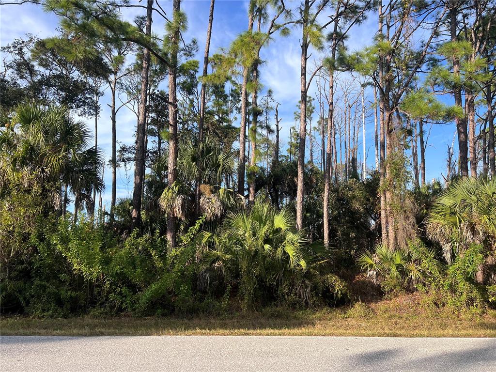 A paved road sits in front of a wooded lot with tall pine trees — 13486 CHAMBERLAIN BOULEVARD, PORT CHARLOTTE, FL