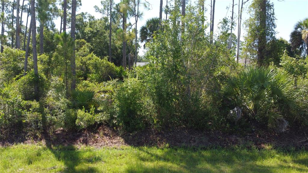 A wooded, undeveloped lot with dense vegetation, tall pine trees, and palmettos — Lot 22 CLEARFIELD STREET, NORTH PORT, FL