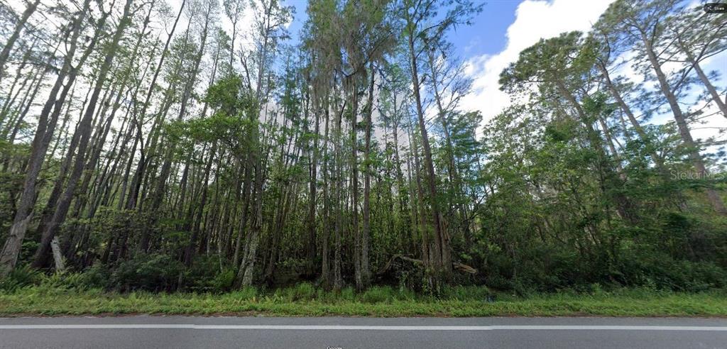 A dense forest of tall pine and cypress trees borders a paved road — DEEN STILL ROAD, POLK CITY, FL