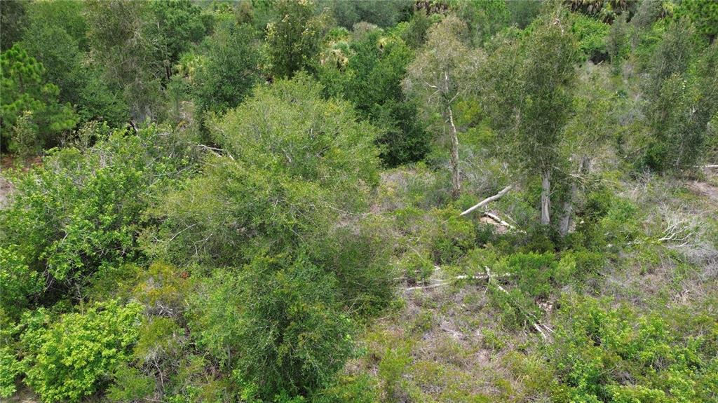 An aerial view of a densely wooded, undeveloped plot of land with various trees and shrubs — 1039 GIBBON STREET, PORT CHARLOTTE, FL