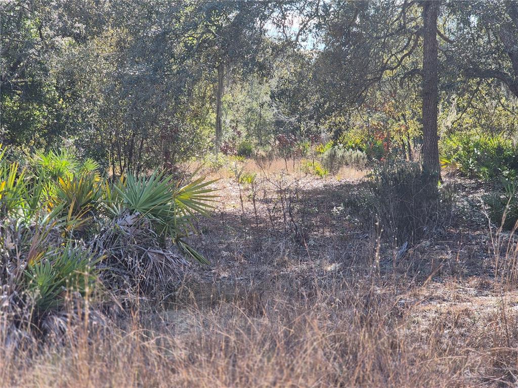 00 NE 78TH LANE, BRONSON, FL — photo 2 of 8