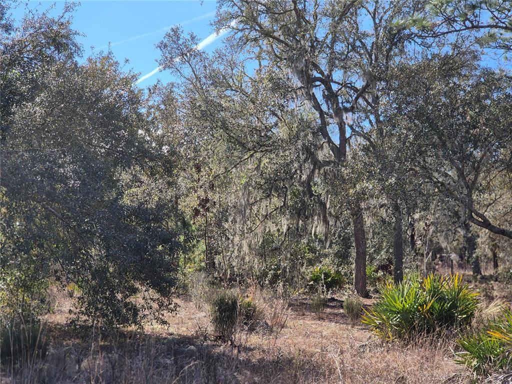 00 NE 78TH LANE, BRONSON, FL — photo 3 of 8