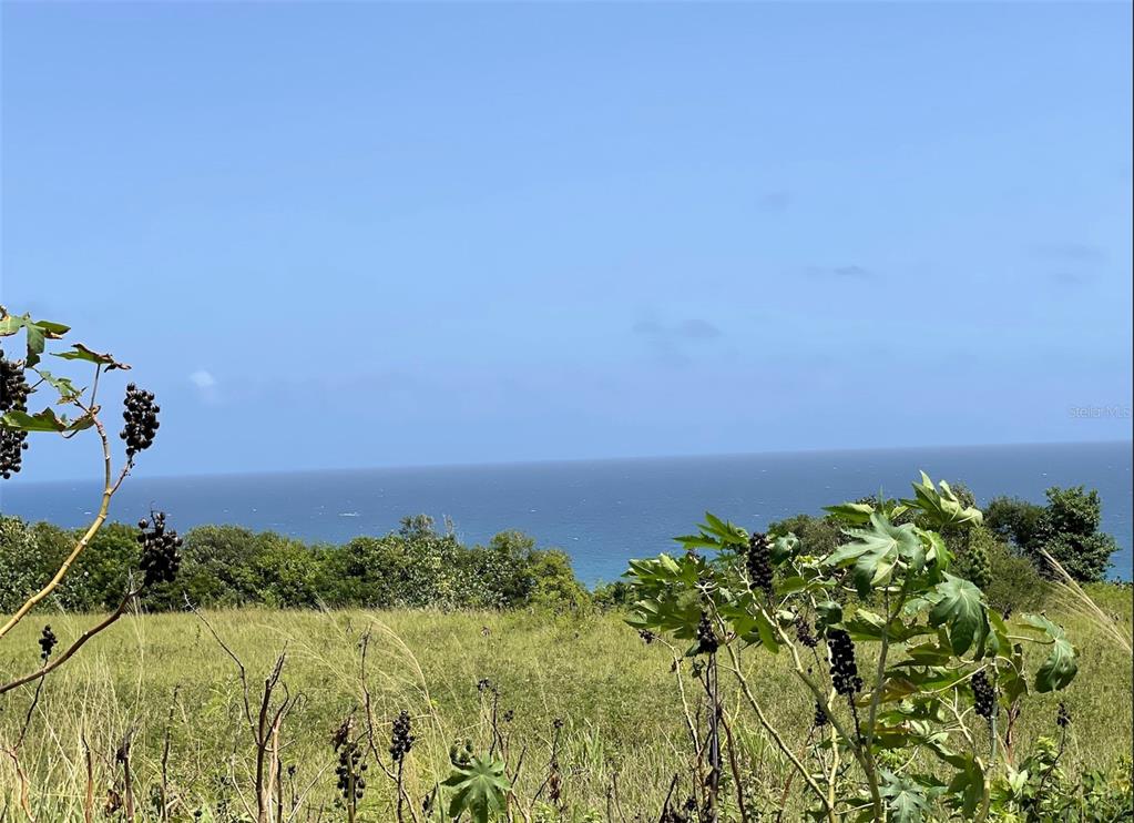 A grassy field overlooks the ocean under a clear blue sky — CALLE MANUELA LAMELA ABREU STREET, ISABELA, PR