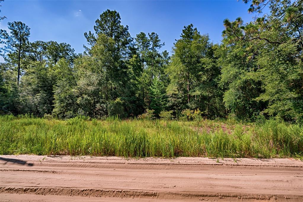 A dirt road runs in front of a grassy lot backed by a dense forest — TBD NE 100TH AVENUE, BRONSON, FL