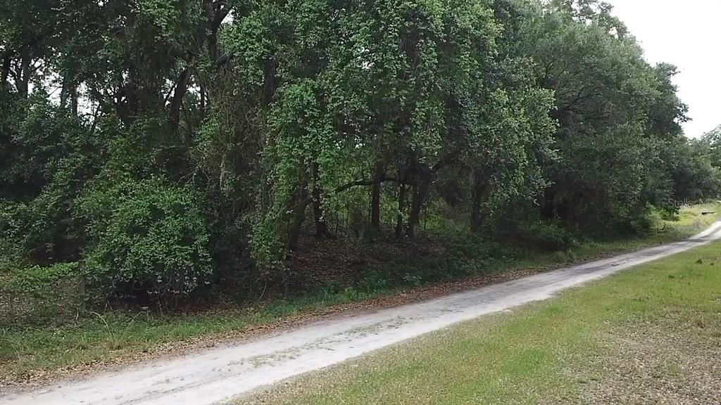 A dirt road runs alongside a dense, wooded area with mature trees and green foliage — SE 175TH PLACE, UMATILLA, FL