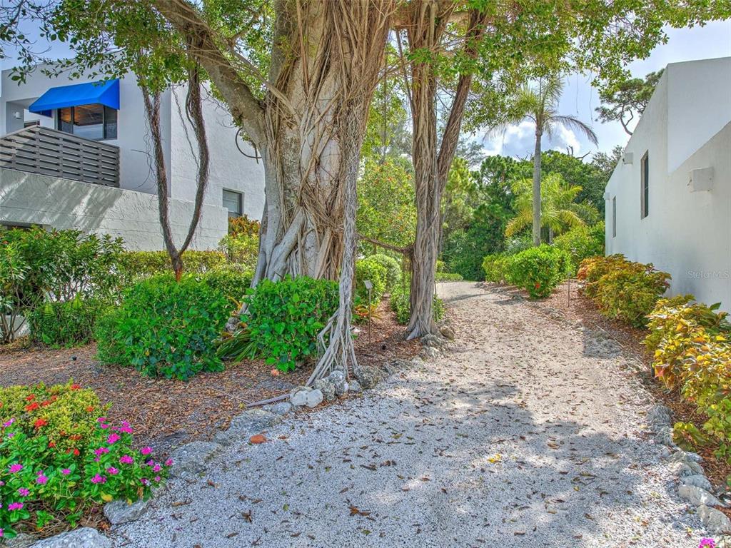 A gravel path leads between two white buildings past a large tree with exposed roots — 519 BAYPORT WAY UNIT 519, LONGBOAT KEY, FL