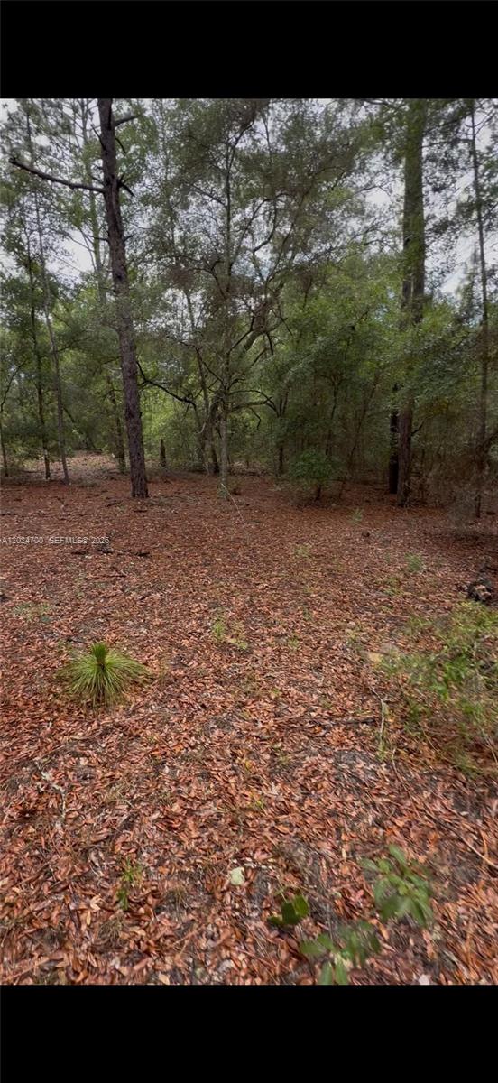 A wooded lot covered in fallen leaves with several tall pine trees — 1373 SW 153rd Ave, Ocala FL 34481, OCALA, FL