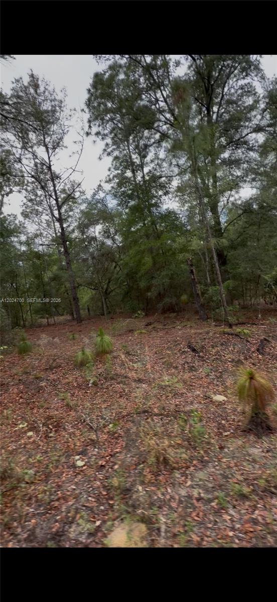 A wooded lot with scattered pine trees and a ground layer of fallen leaves — 1373 SW 153rd Ave, Ocala FL 34481, OCALA, FL