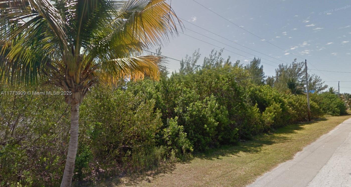 A palm tree stands next to a dense hedge bordering a paved road — Lot 17 Jamaica St, Duck FL 33050, DUCK, FL