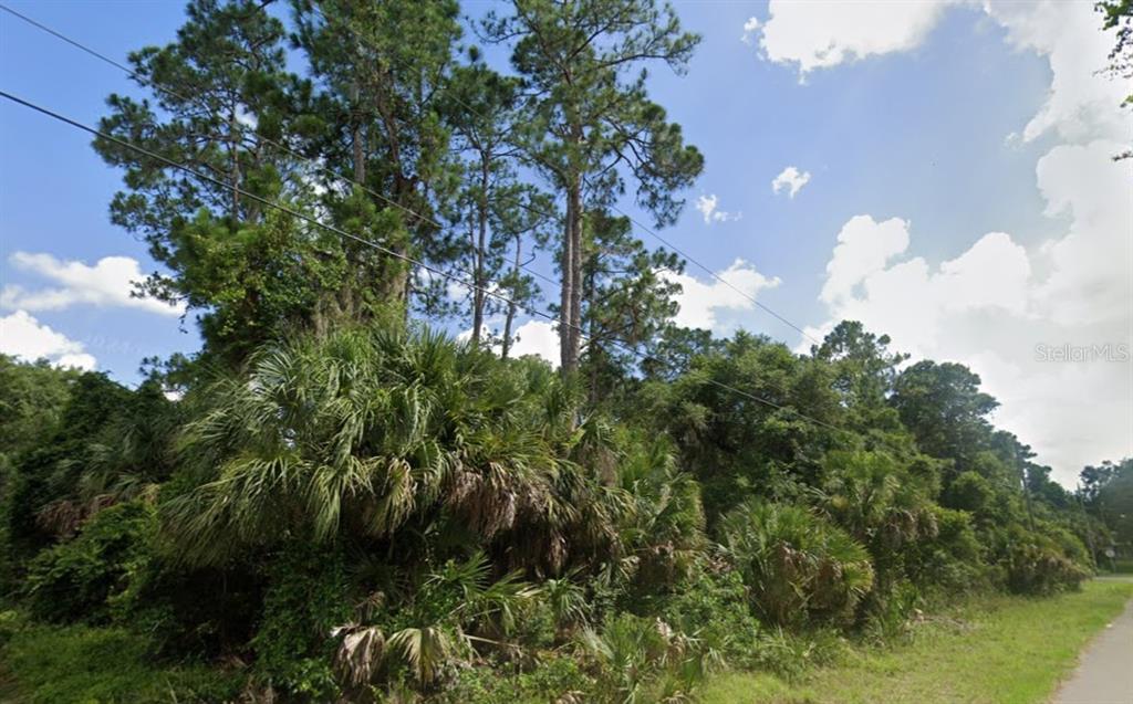 A dense wooded lot features tall pine trees and palmetto bushes along a grassy roadside — IMARI STREET, NORTH PORT, FL