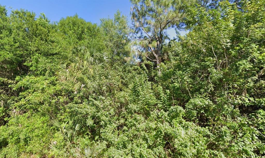 A dense, overgrown wooded lot filled with various green trees and shrubs under a blue sky — 4702 VERA AVENUE N, LEHIGH ACRES, FL