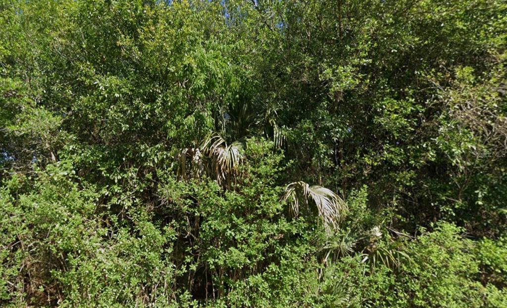 A dense thicket of green trees and palm fronds fills the frame — 4702 VERA AVENUE N, LEHIGH ACRES, FL