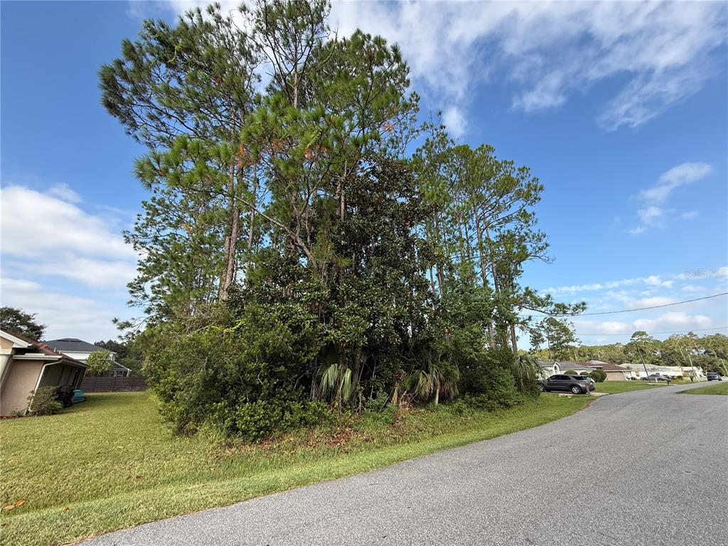 A cluster of tall pine trees and dense foliage sits between a residential lawn and road — 19 LINDBERG LANE, PALM COAST, FL