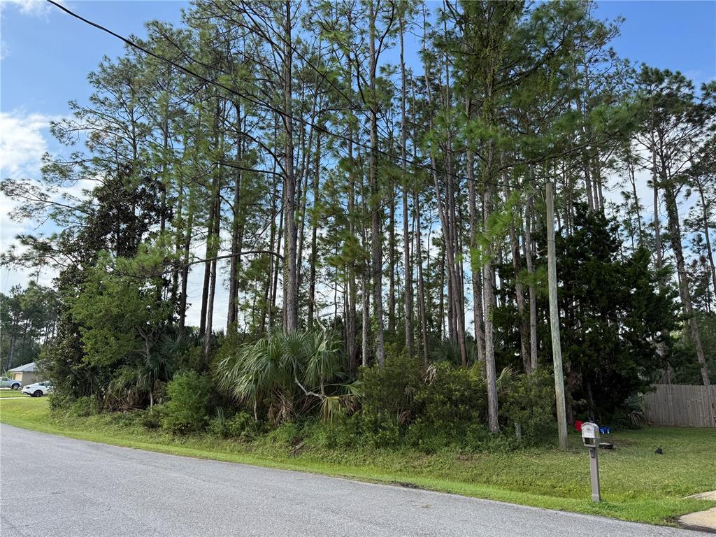 A wooded, undeveloped residential lot sits along a paved road with a utility pole — 19 LINDBERG LANE, PALM COAST, FL