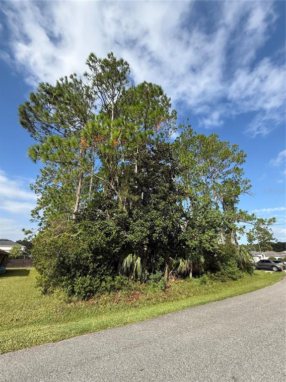 A cluster of tall pine trees and dense shrubs stands beside a paved road — 19 LINDBERG LANE, PALM COAST, FL