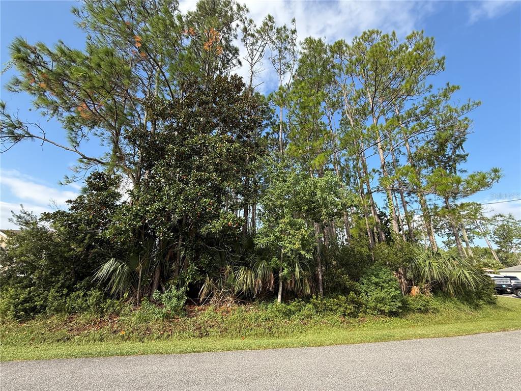 A dense cluster of tall pine and magnolia trees stands behind a grassy roadside verge — 19 LINDBERG LANE, PALM COAST, FL