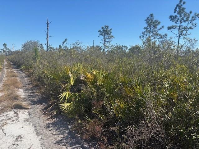 A dirt path runs alongside dense scrub vegetation and scattered pine trees under a clear sky — 0 Hwy 630e, Frostproof FL 33843, FROSTPROOF, FL