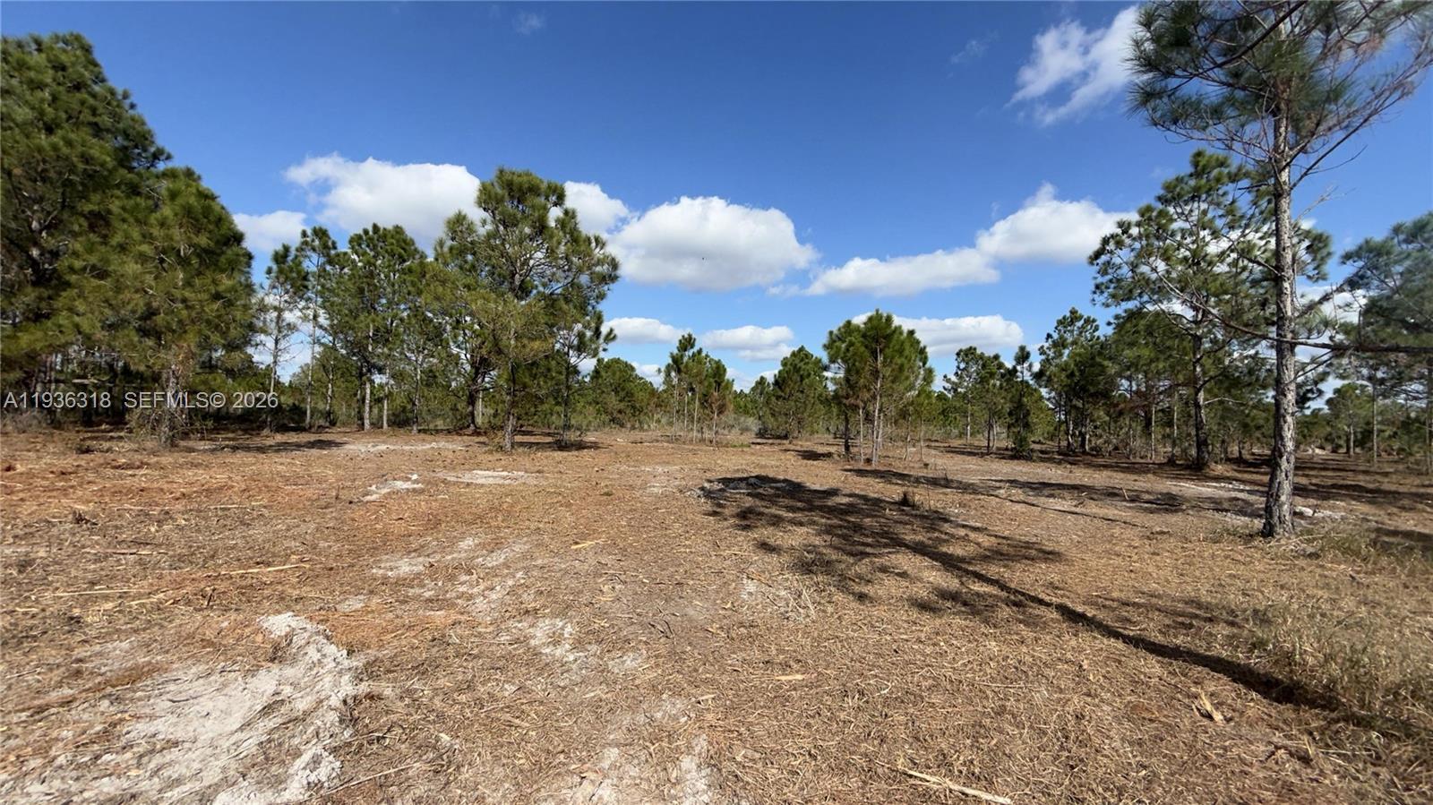 A flat, cleared lot features scattered pine trees under a bright blue sky — 17975 NW 298 st, Okeechobee FL 34972, OKEECHOBEE, FL