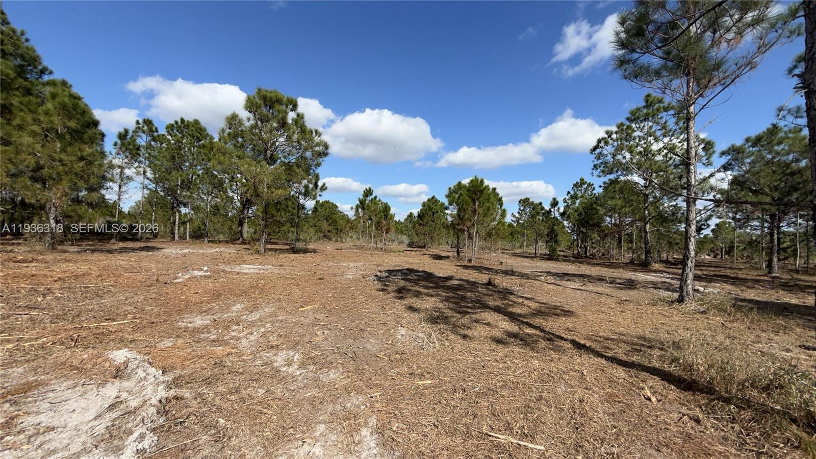 A flat, cleared lot features scattered pine trees under a blue sky with clouds — 17975 NW 298 st, Okeechobee FL 34972, OKEECHOBEE, FL