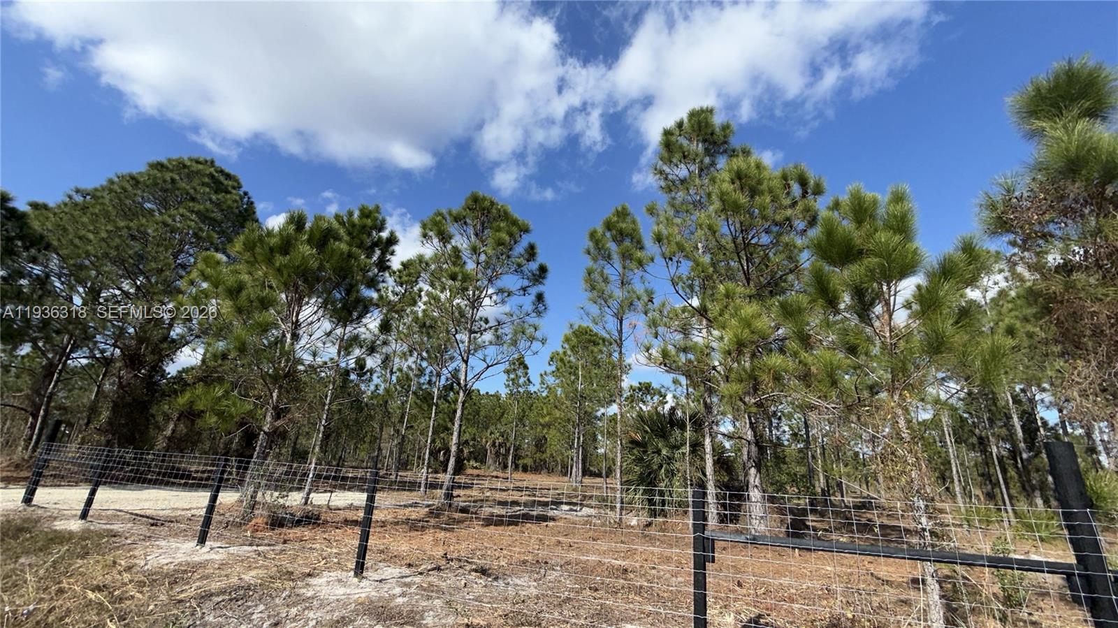 A wire fence borders a wooded lot with tall pine trees under a blue sky — 17975 NW 298 st, Okeechobee FL 34972, OKEECHOBEE, FL