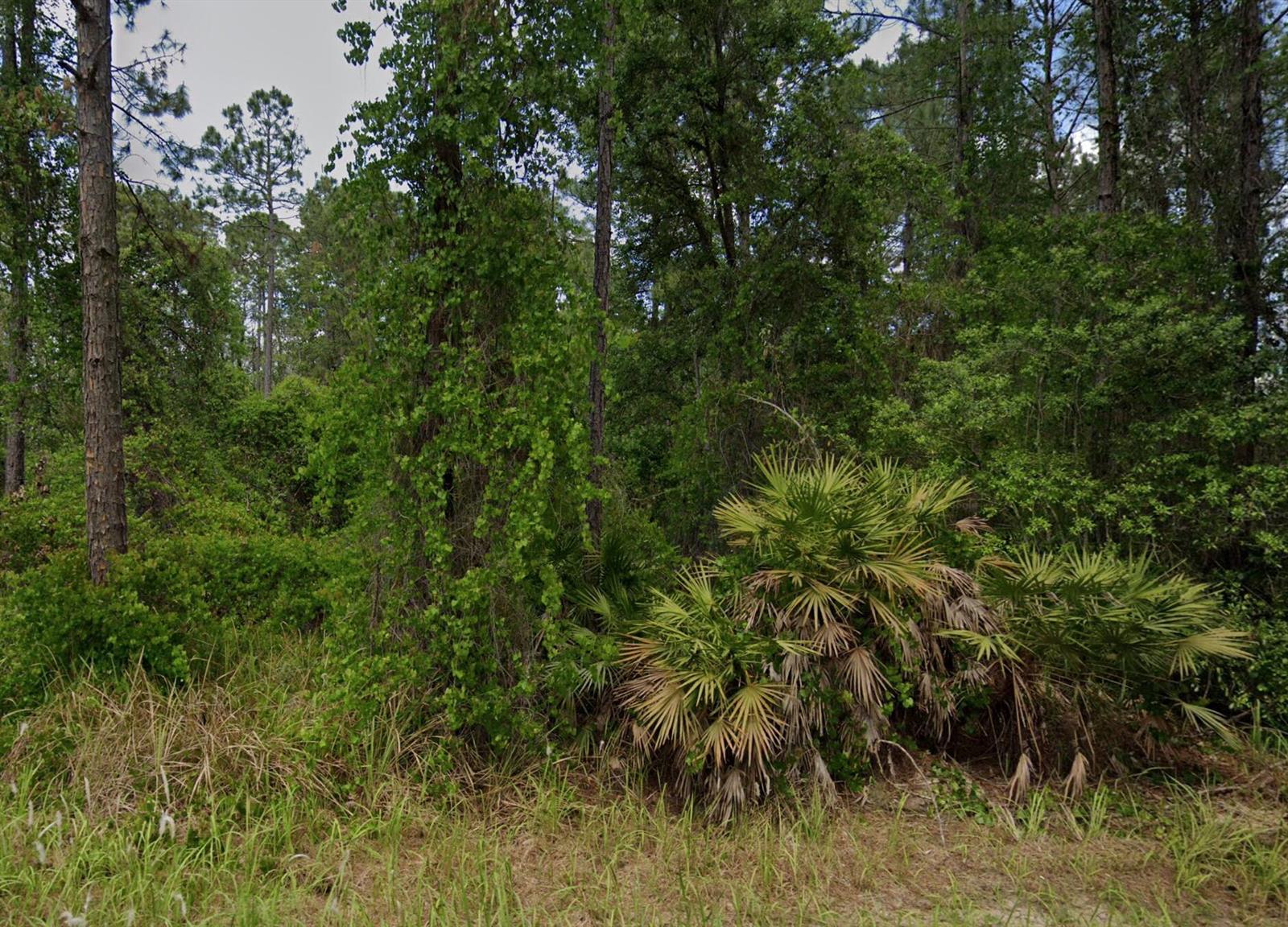 A dense, wooded lot features tall pine trees, thick underbrush, and a small palmetto bush — 138 Pine Tree Drive, Palatka FL 32177, PALATKA, FL